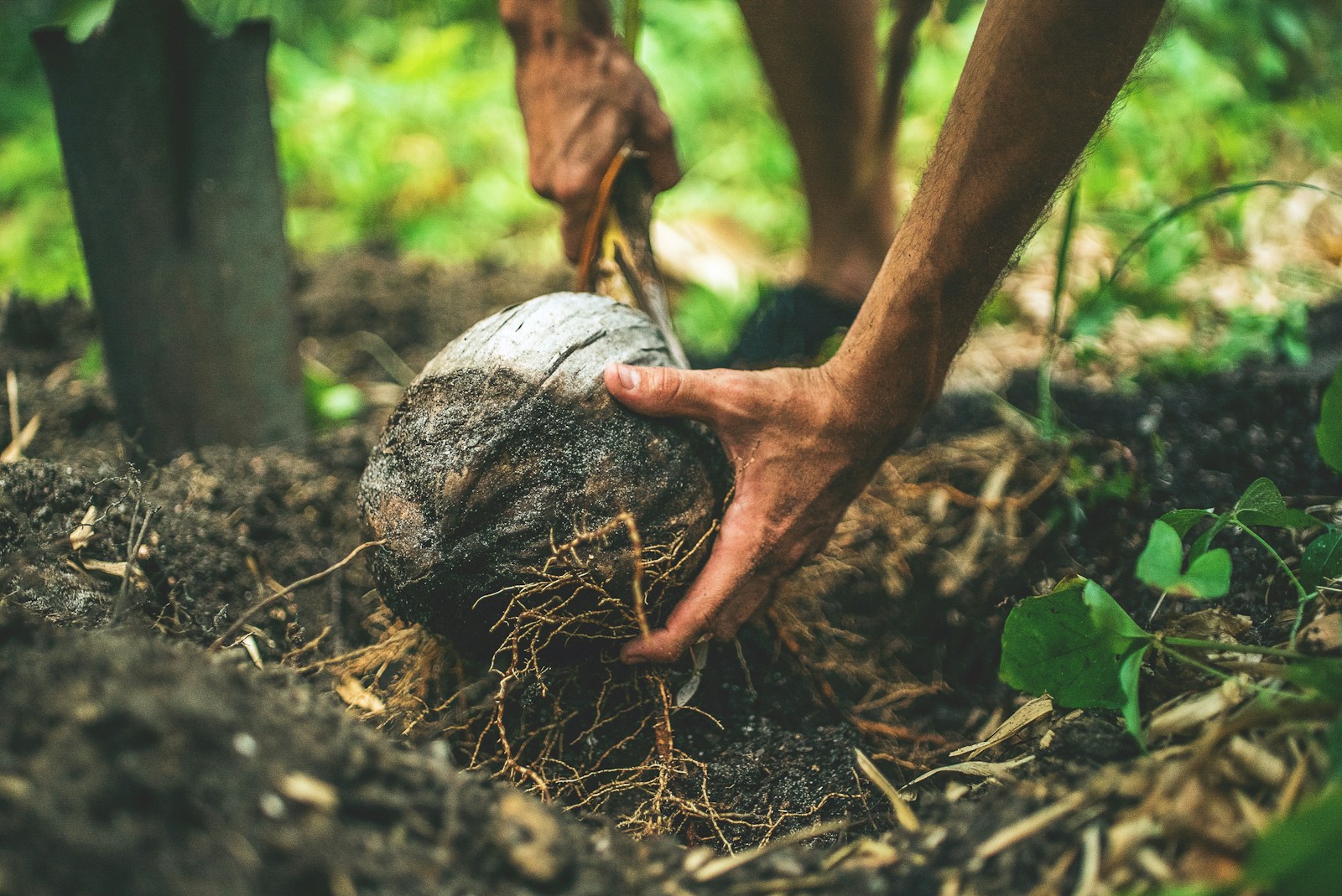 Kokosjord og Plantelys: Fremtiden for Din Indendørs Have